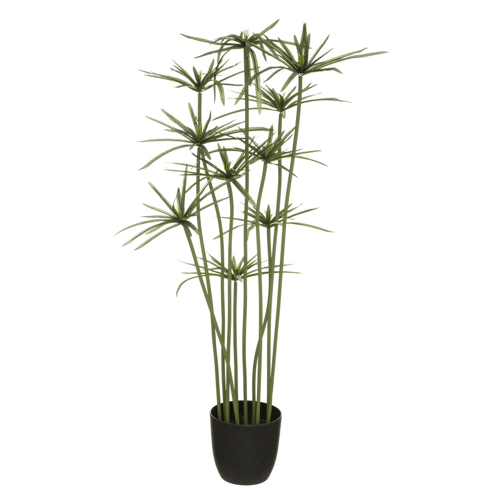 PAPYRUS H120CM POLY PP CIMENT NOIR