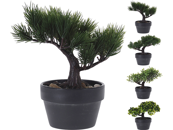 BONSAI DANS POT 20CM 4ASS