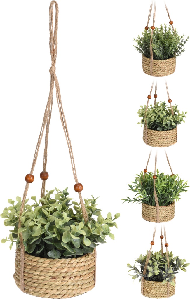 PLANTE EN POT JONC DE MER 4 ASSORTI