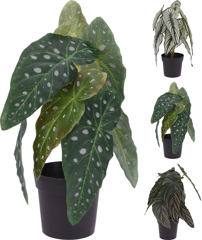 PLANTE CALATHEA POT 33CM 3 ASSORTI