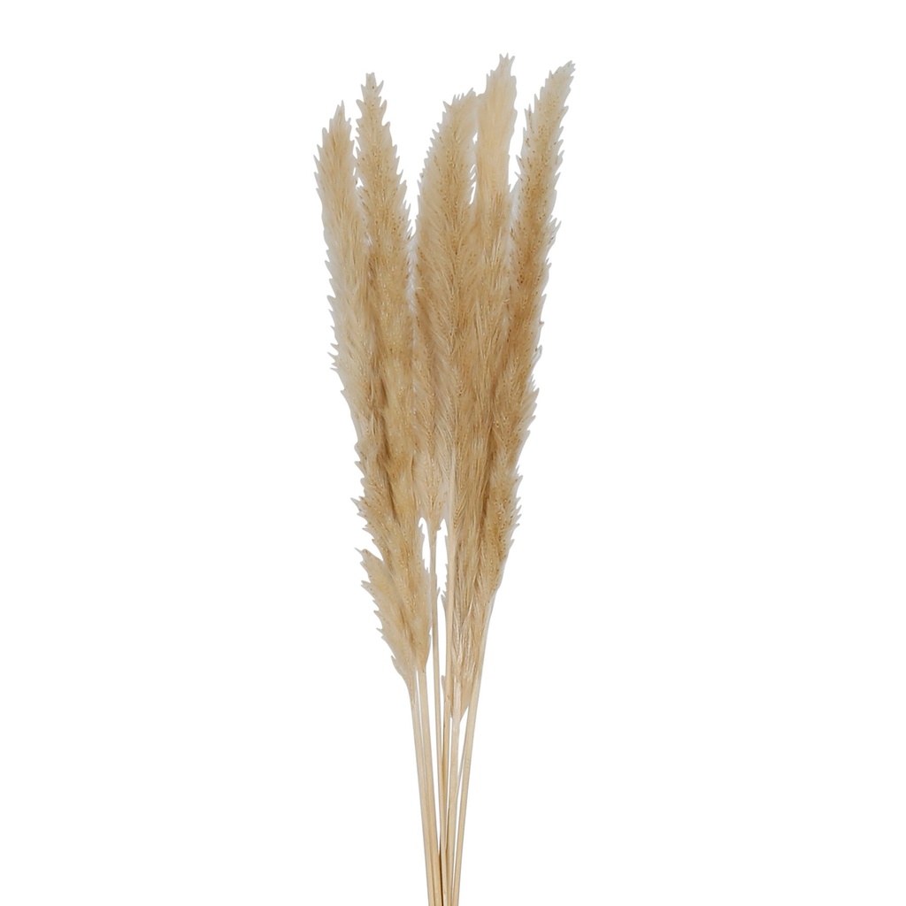 FLEUR PAMPAS BGE H160 X3 TIGES