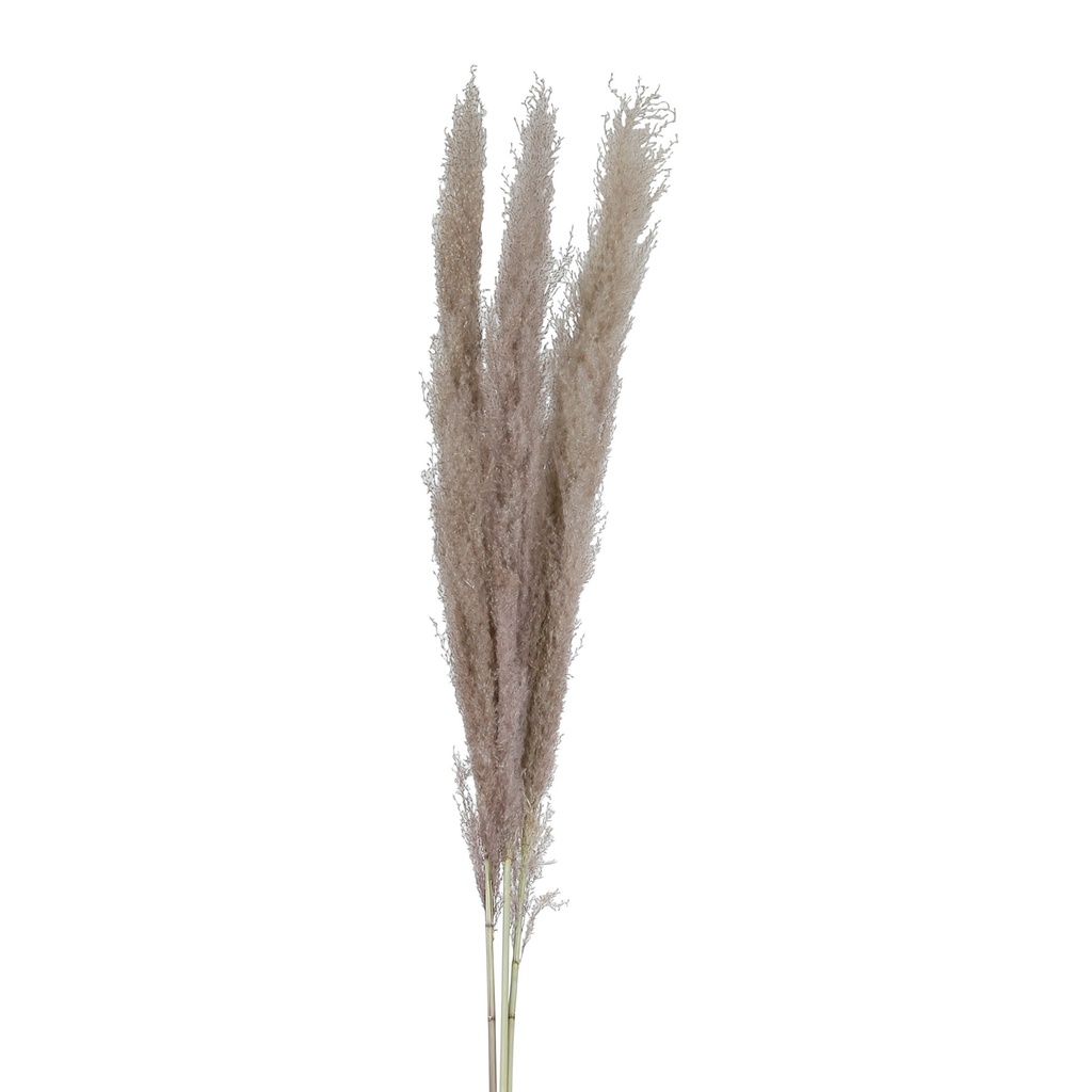 Fleur Pampas x3 Taup H160cm