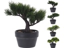 BONSAI DANS POT 20CM 4ASS